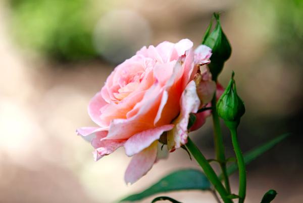Close up Rose im Garten